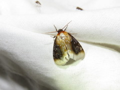 Chrysoecia scira