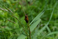 Sephina