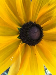Asteroideae