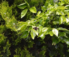 Thorybes pseudocellus