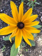 Asteroideae