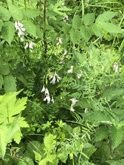 Vicia sylvatica