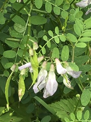 Vicia sylvatica