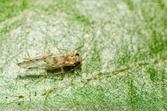 Trichopsocidae