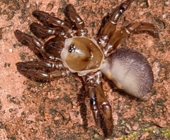 Halonoproctidae