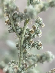 Chenopodium pratericola