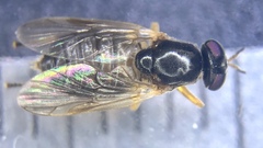 Allognosta fuscitarsis