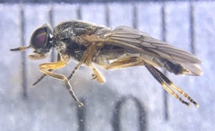 Allognosta fuscitarsis