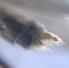 Allognosta fuscitarsis