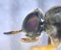 Allognosta fuscitarsis