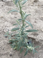 Chenopodium pratericola