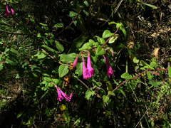 Clinopodium multiflorum