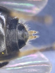 Allognosta fuscitarsis