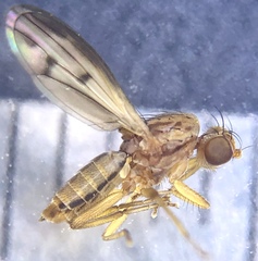 Opomyza petrei