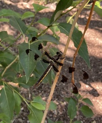 Libellula pulchella