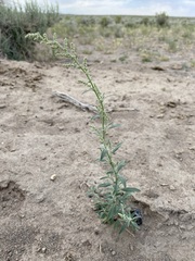 Chenopodium pratericola