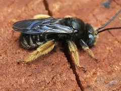 Melissodes druriellus