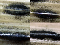 Apiospora phragmitis