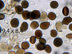 Apiospora phragmitis