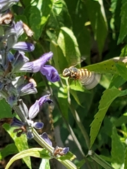 Dianthidium texanum