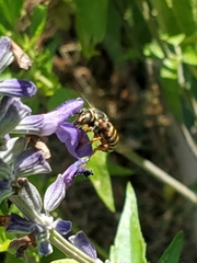 Dianthidium texanum