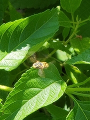 Dianthidium texanum
