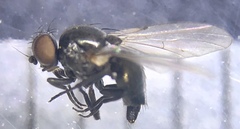 Agromyzinae