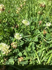 Trifolium repens