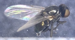 Agromyzinae
