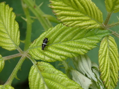 Planuncus tingitanus