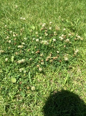 Trifolium repens