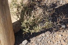 Sisymbrium burchellii