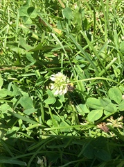 Trifolium repens