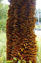 Inonotus cuticularis