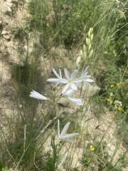Anthericum