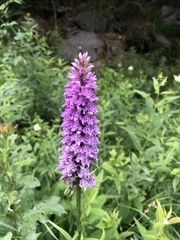 Dactylorhiza