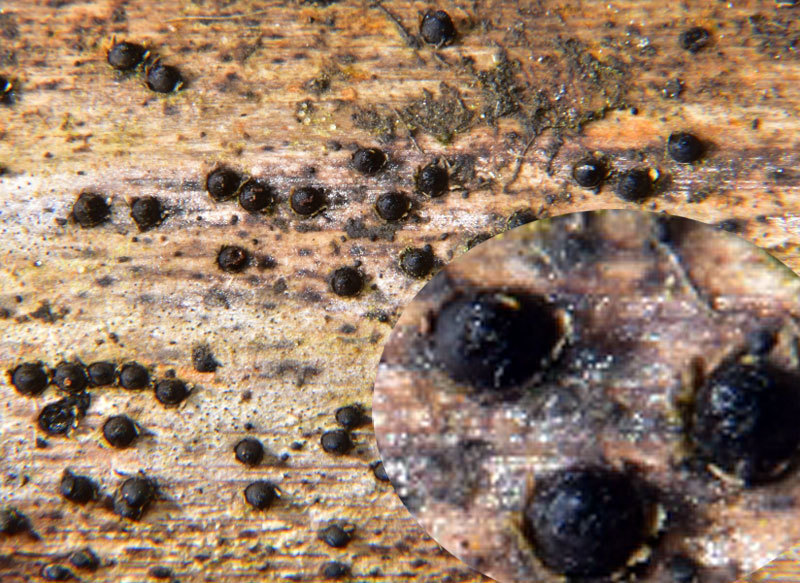 Astrosphaeriellaceae
