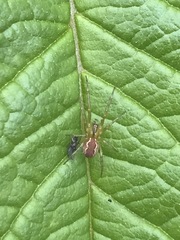 Anelosimus studiosus