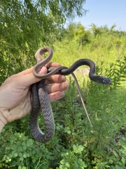 Masticophis flagellum