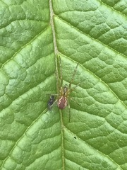 Anelosimus studiosus