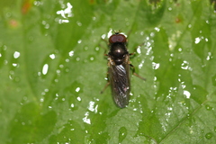 Cheilosia pagana