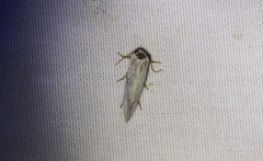 Prodoxinae