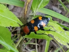 Nicrophorus americanus