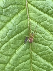 Anelosimus studiosus