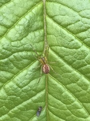 Anelosimus studiosus