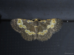 Peratophyga flavomaculata