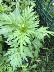Cosmos sulphureus