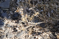 Atriplex lindleyi inflata