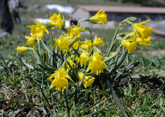 Narcissus minor asturiensis