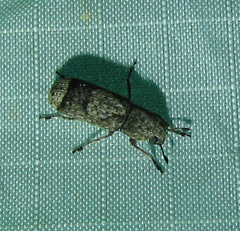 Ozotomerus japonicus